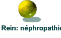 Rein: nphropathie