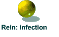 Rein: infection